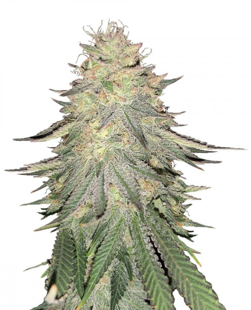 Купить семена конопли Dos-Vi-Dos Fem. Купить семена конопли Dos-Vi-Dos Fem.