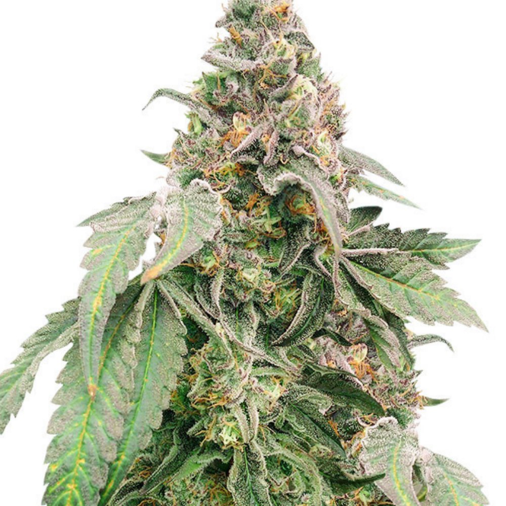 Купить семена конопли Mimosa Shot Fem.