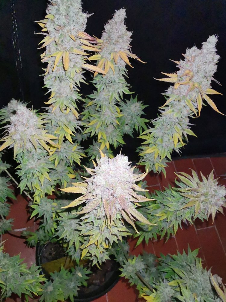 Strawberry Banana Auto Fem.