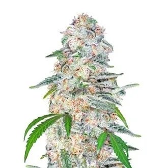 Купить семена конопли Blue Dream'matic Auto Fem. Купить семена конопли Blue Dream'matic Auto Fem.