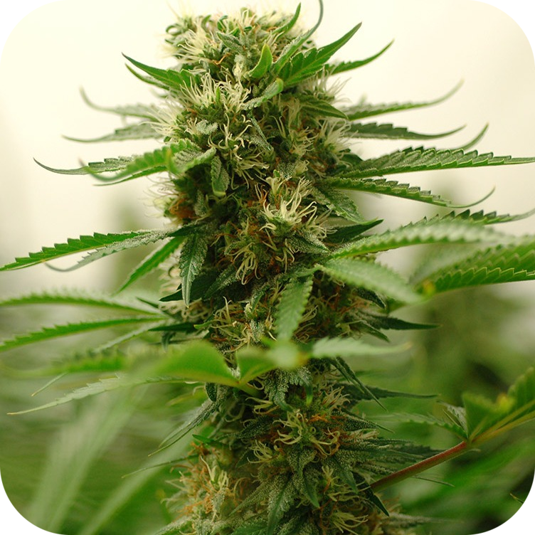 Amnesia Haze Auto Reg.