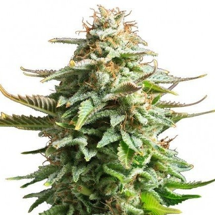 Купить семена конопли Amnesia Haze Auto Reg.