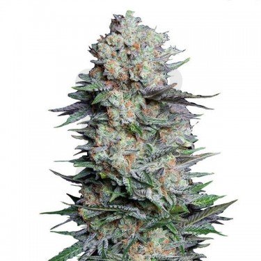 Купить семена конопли Animal Face Auto Fem.