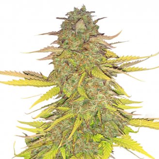 Купить семена конопли Acid Rain Auto Fem.