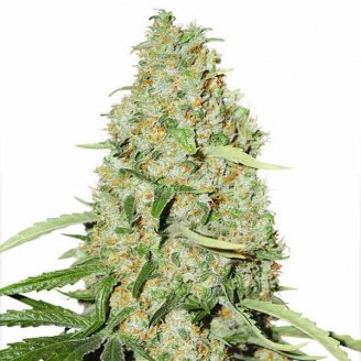 Купить семена конопли Astral Auto Fem.