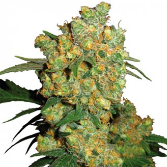Купить семена конопли Golden Sands Fem.