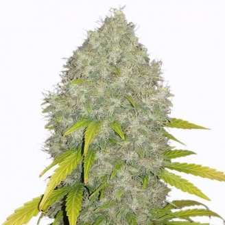 Купить семена конопли Gorilla Glue #4 Fem. Купить семена конопли Gorilla Glue #4 Fem.