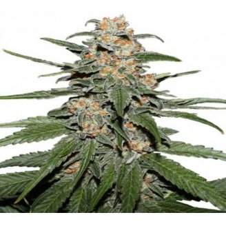 Купить семена конопли RS11 Fem.