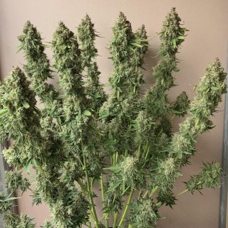 AK 47 Fem.