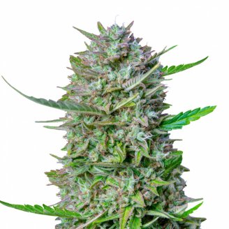 Купить семена конопли Guava Auto Fem.