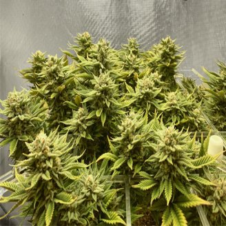 Papaya Cookies Auto Fem.