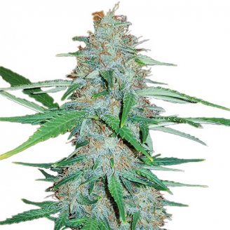 Купить семена конопли Afghan Original Fem.