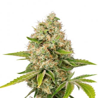 Купить семена конопли Bubble Sherbet Fem.