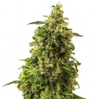 Купить семена конопли White Widow XL Fem. Купить семена конопли White Widow XL Fem.