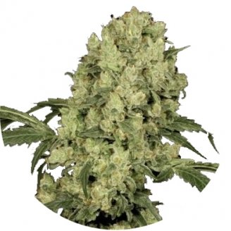 Купить семена конопли AK 47 Fem.