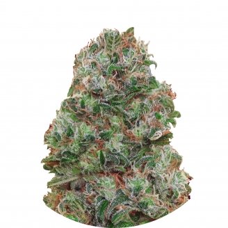 Купить семена конопли Bubble Gum Fem. Купить семена конопли Bubble Gum Fem.