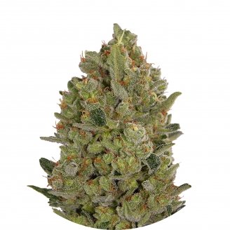 Купить семена конопли Cheese Fem.