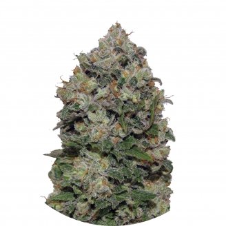 Купить семена конопли Northern Lights Fem.