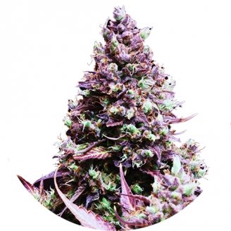 Cream Caramel Auto Fem.