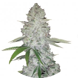 Купить семена конопли Gorilla Glue Fem. Купить семена конопли Gorilla Glue Fem.