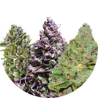 Купить семена конопли Indica Mix #1 Auto Fem.