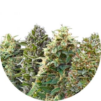 Купить семена конопли Mix Auto Fem.